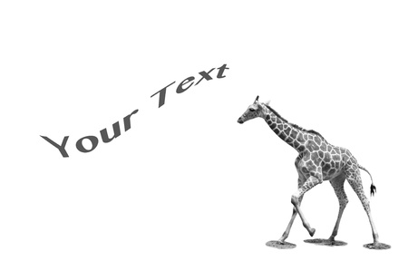 Black and white giraffe and text for background の写真素材