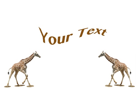 A giraffe Background, it is Savanna safari style.の写真素材