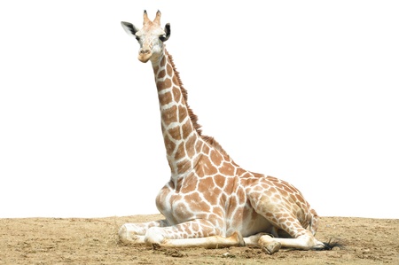 A giraffe's habitat is usually found in African savannas, grasslands or open woodlandsの写真素材