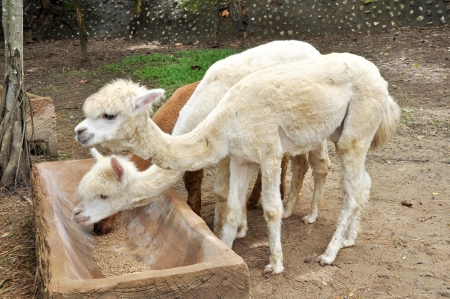 An alpaca is a domesticated species of South American camelid.の写真素材