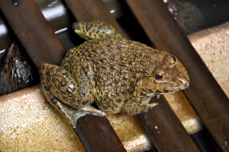 Frogs are primary predators and an important part of the food web.の写真素材