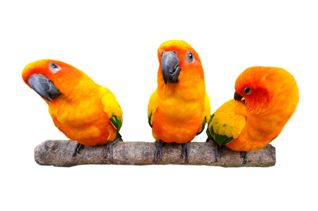 The Sun Parakeet or Sun Conure is a medium-sized brightly colored parrot native to northeastern South America の写真素材