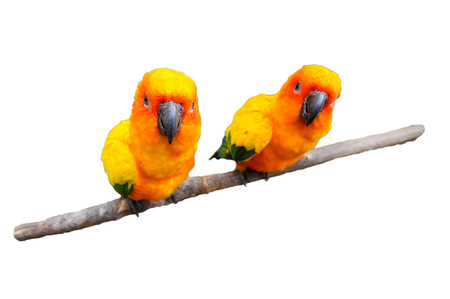 The Sun Parakeet or Sun Conure is a medium-sized brightly colored parrot native to northeastern...