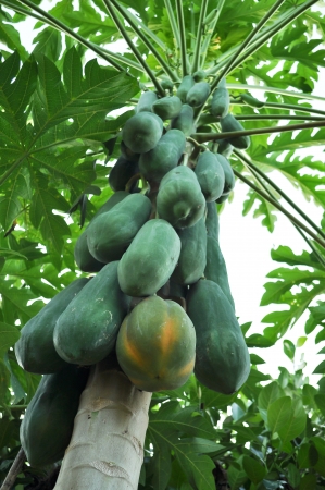 The papaya has been groomed and fruitful.の写真素材