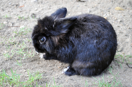 Black Rabbit is feeding in the garden の写真素材