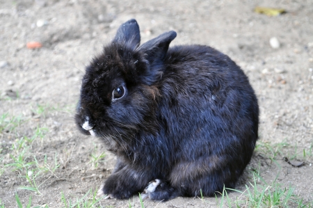 Black Rabbit is sitting in the garden.の写真素材