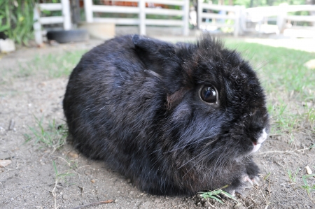 Black rabbit is lying in the garden.の写真素材