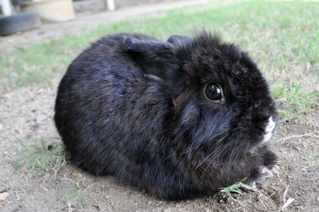 Black rabbit is lying in the garden.の写真素材