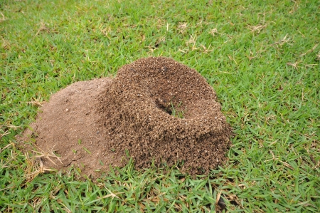 ant's nest on greenswardの写真素材