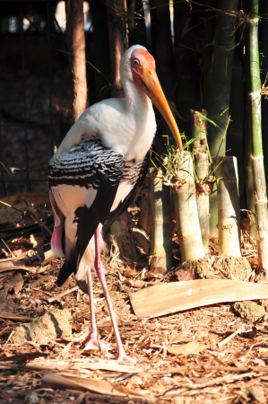 Painted Storks feed in groups in shallow wetlands.の写真素材