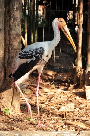 Painted Storks feed in groups in shallow wetlands.の写真素材