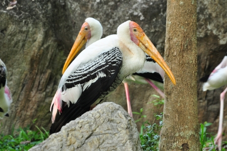 Painted Storks feed in groups in shallow wetlands.の写真素材