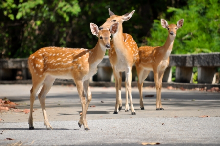 Sika deer are walking on the road の写真素材