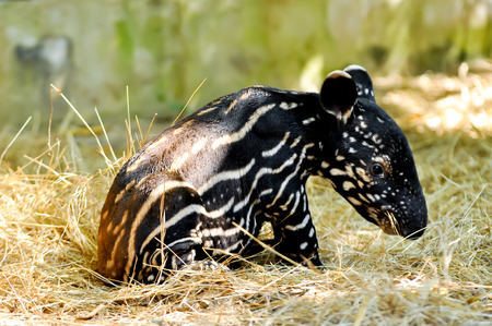 Baby malayan tapirs have striped-and-spotted coats for camouflage.の写真素材