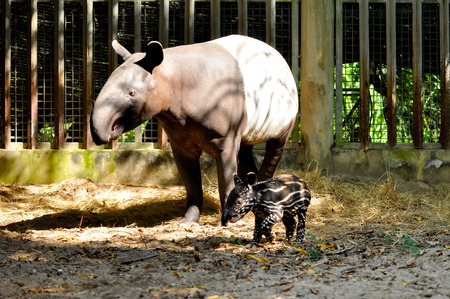Juvenile tapir, still with a point, well taken care of its mother.