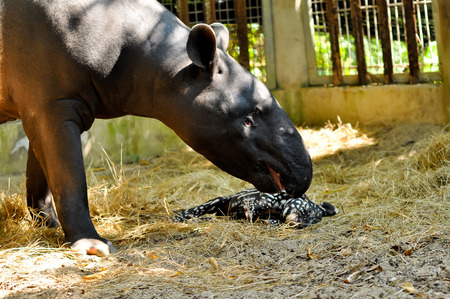 Juvenile tapir, still with a point, well taken care of its mother.の写真素材