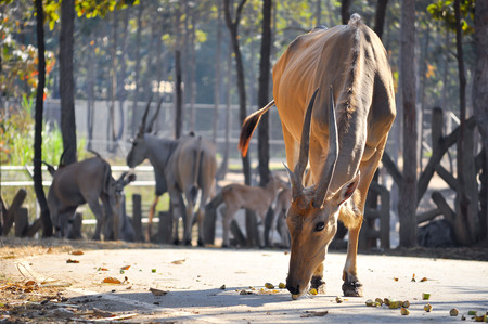 The common eland is the slowest antelope.の写真素材