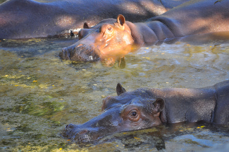 Hippopotamus are a semi-aquatic mammal, usually inhabiting shallow lakes, rivers, and swamps.の写真素材