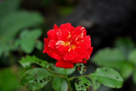red rose for your love in Valentine dayの写真素材