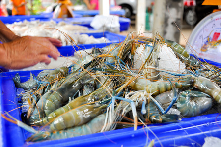 Fresh Giant malaysian prawn are on sale in the bazaar.の写真素材