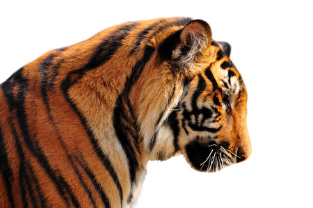 The face right side of bengal tigerの写真素材