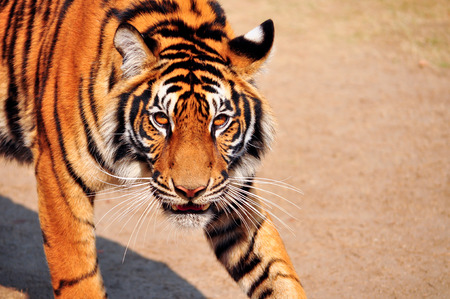 The bengal tiger is watching a scary sight.の写真素材