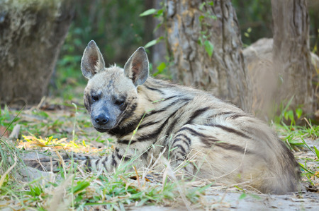 The striped hyena is a species of true hyena native to North and East Africa.の写真素材