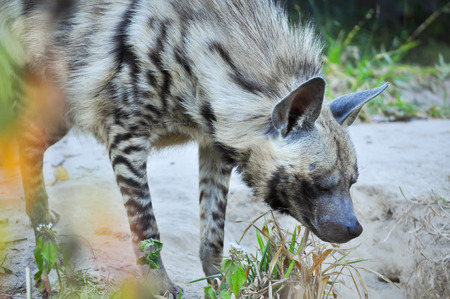 The striped hyena is a species of true hyena native to North and East Africa.の写真素材