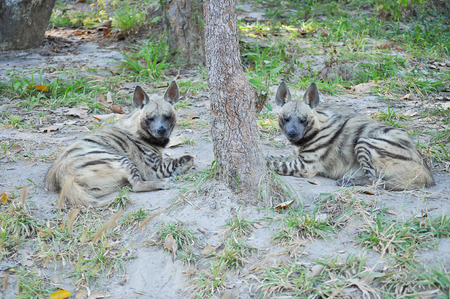 The striped hyena is a species of true hyena native to North and East Africa.の写真素材
