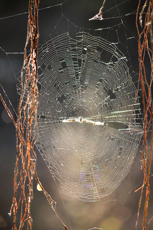Insects can get trapped in spider webs, providing nutrition to the spiderの写真素材