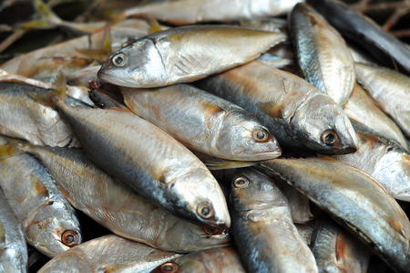 Mackerel fish used as food in Thailand is sold fresh Mackerel fish and steamed Mackerel fish.の写真素材