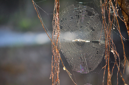 Insects can get trapped in spider webs, providing nutrition to the spiderの写真素材