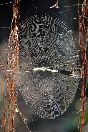 Insects can get trapped in spider webs, providing nutrition to the spiderの写真素材