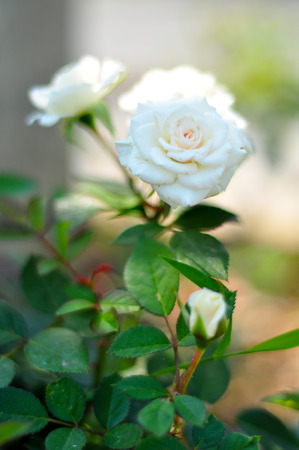White roses are a symbol of love and altruism.の写真素材