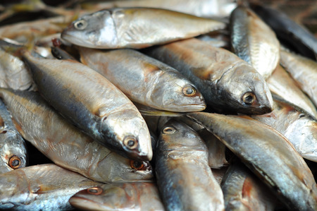 Mackerel fish used as food in Thailand is sold fresh Mackerel fish and steamed Mackerel fish.の写真素材