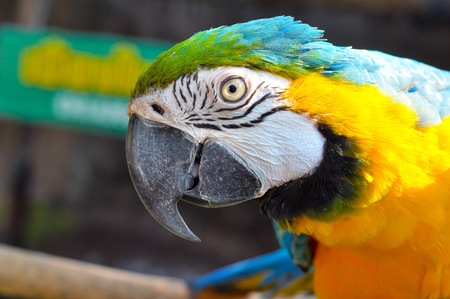 Blue-and-Gold Macaw, a bird with feathers in 2 colors, blue and yellow. Some may look to go with that gold has another name called. Blue-and-Gold Macawの写真素材