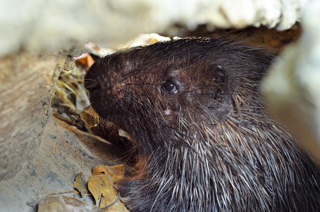 The Malayan porcupine is found in various types of forest habitats as well as open areas near forests の写真素材