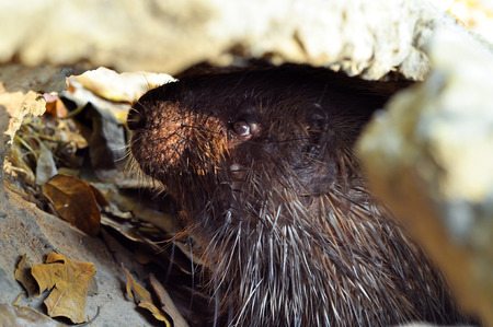 The Malayan porcupine is found in various types of forest habitats as well as open areas near forests の写真素材