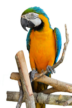 Blue-and-Gold Macaw, a bird with feathers in 2 colors, blue and yellow. Some may look to go with that gold has another name called. Blue-and-Gold Macawの写真素材