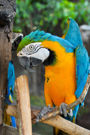 Blue-and-Gold Macaw, a bird with feathers in 2 colors, blue and yellow  の写真素材