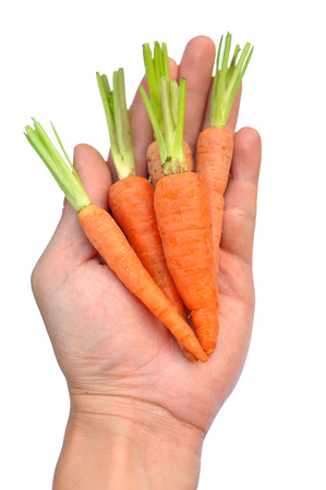 A baby carrot is an immature carrot on white background.の写真素材