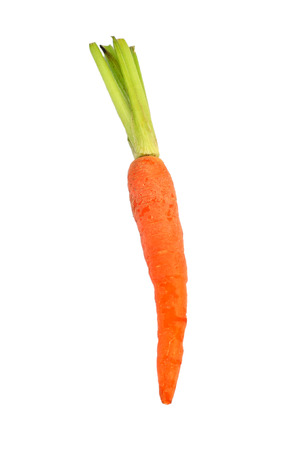 The immature roots of the carrot plant on white backgroundの写真素材