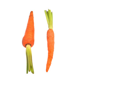 The immature roots of the carrot plant on white backgroundの写真素材