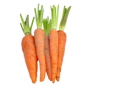 The immature roots of the carrot plant on white backgroundの写真素材