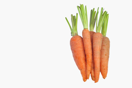 The immature roots of the carrot plant on white backgroundの写真素材