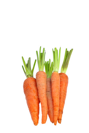 The immature roots of the carrot plant on white backgroundの写真素材