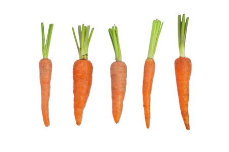 The immature roots of the carrot plant on white backgroundの写真素材