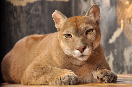 Cougars use steep canyons, rock outcroppings and boulders, or vegetation, such as dense brush and forests, to remain hidden while hunting の写真素材
