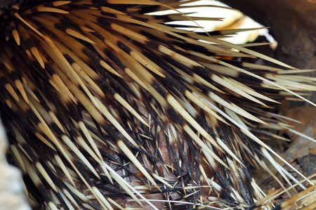 Characteristics of porcupine quill is shaped as long rods tipped の写真素材