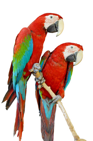 Green-winged Macaw isolated in white backgroundの写真素材